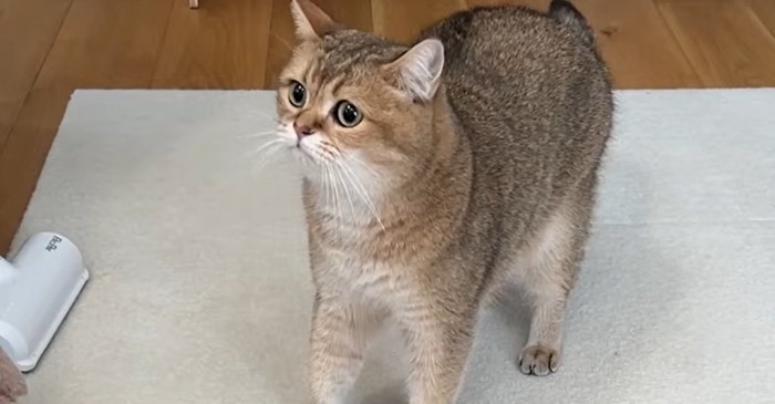 猫の様子