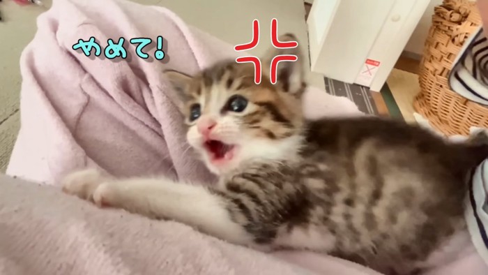 怒ってる子猫