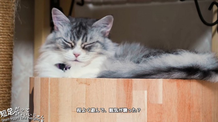 目を閉じる猫