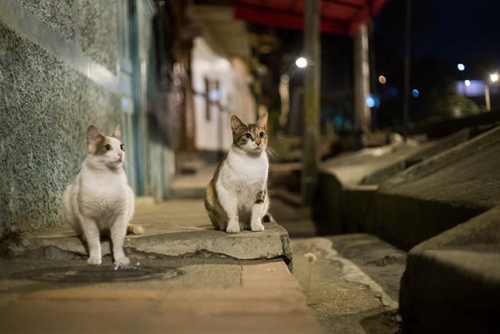 夜の野良猫