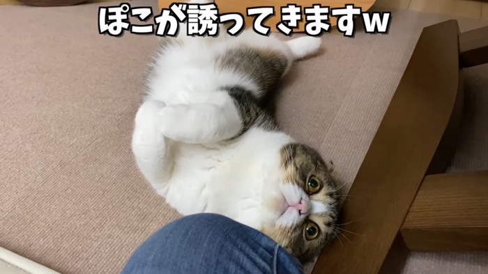 仰向けの猫