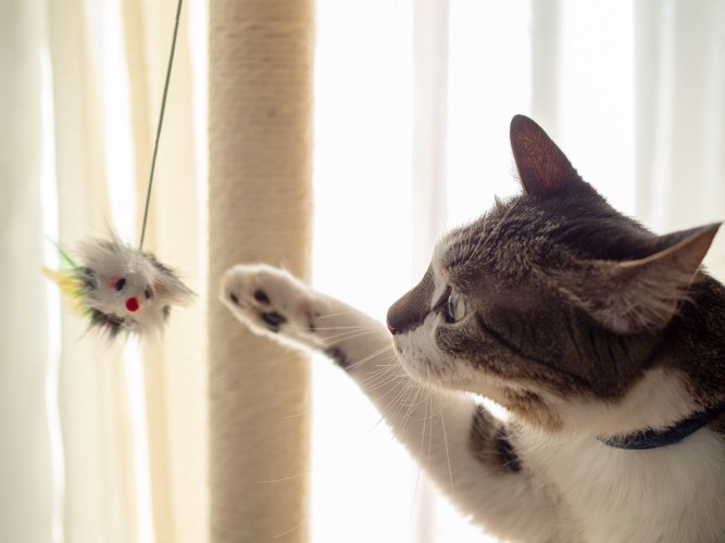 おもちゃで遊ぶ猫