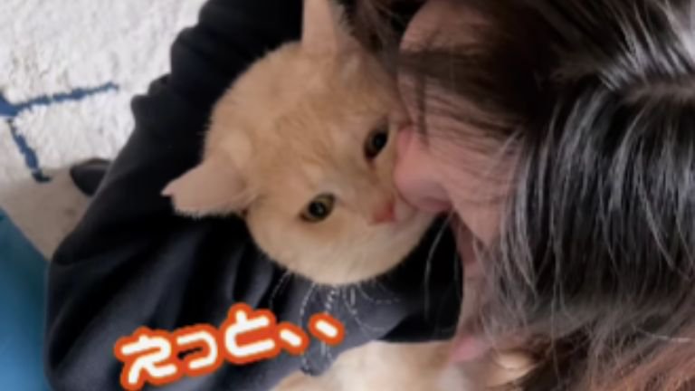 抱かれている猫