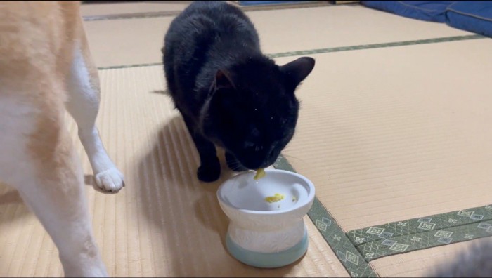 皿に入ったサツマイモを食べる黒猫