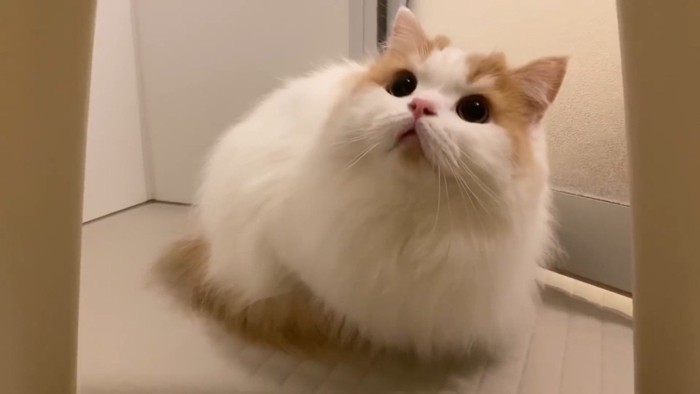 見上げる姿