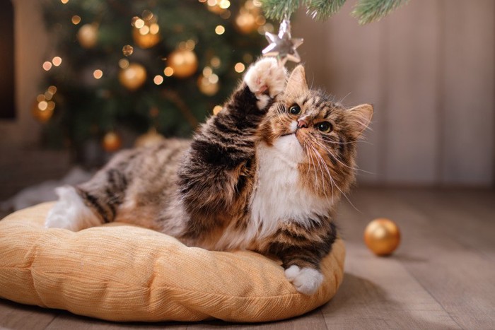 オーナメントで遊ぶ猫