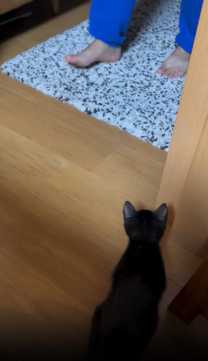 飼い主の足を見る子猫