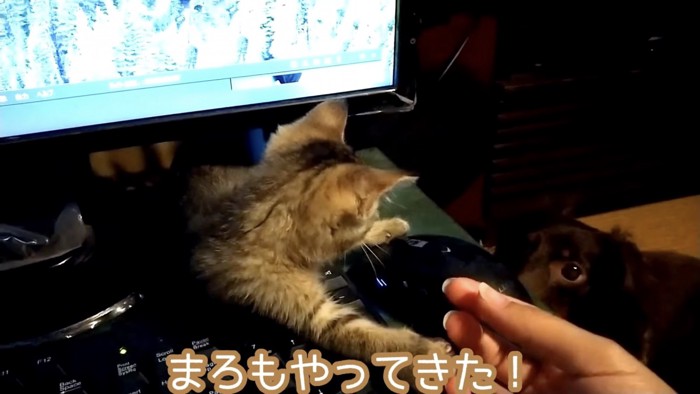 猫の隣にやってくる犬