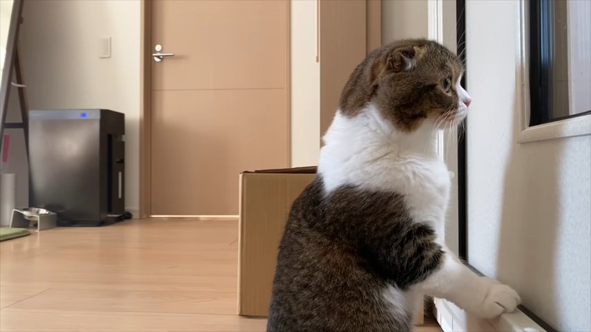 部屋の中をのぞく猫の横顔