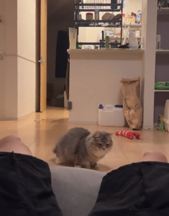 歩く猫