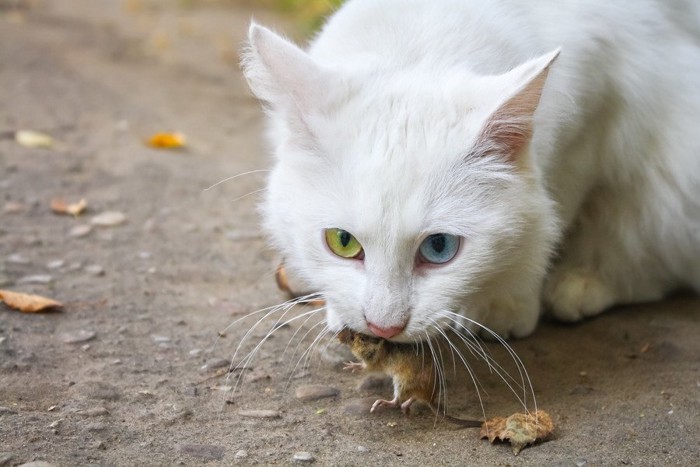 ネズミを銜えた猫