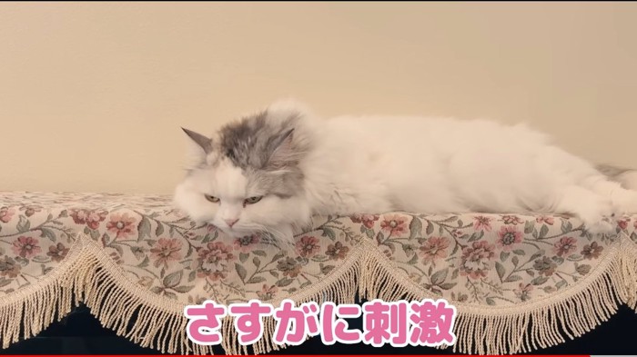 長くなる猫