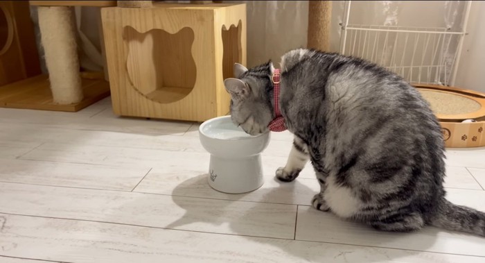 水を飲む猫