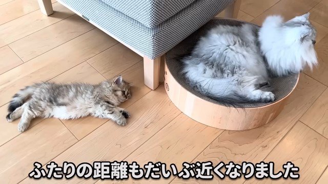 爪とぎベッドの中の猫と床の上の子猫