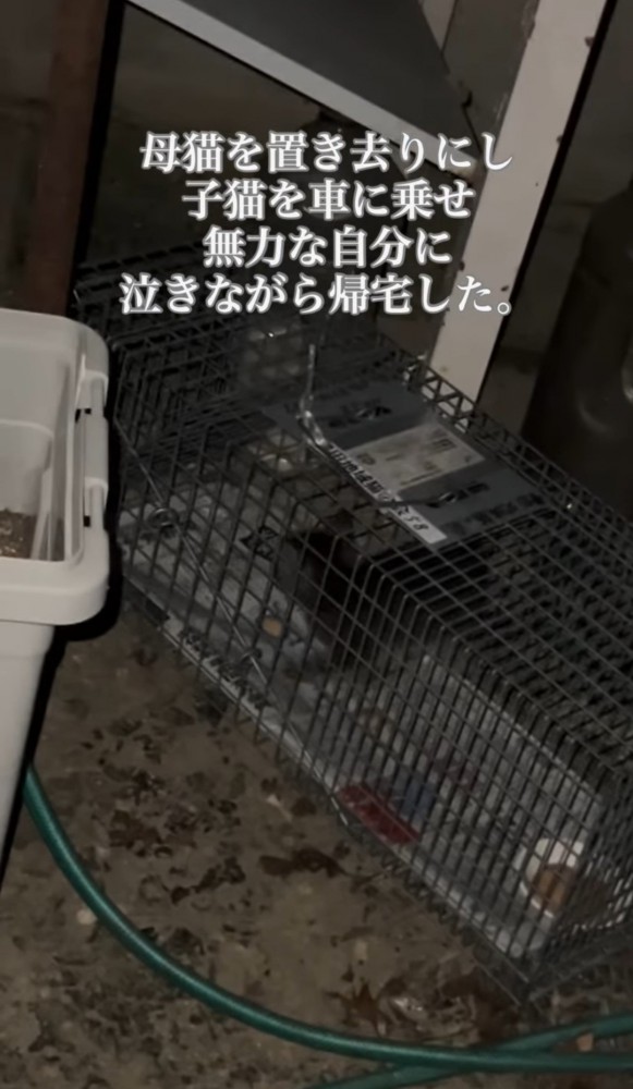 捕獲機の中の猫