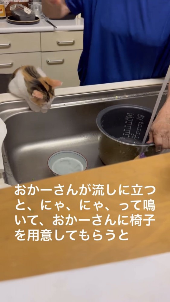 シンクを覗く猫