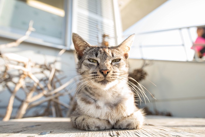 動かない猫