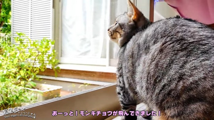 外を見る猫