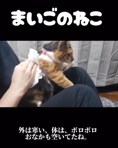 体を拭かれる猫