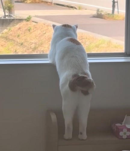 窓の外を眺める猫の後ろ姿4