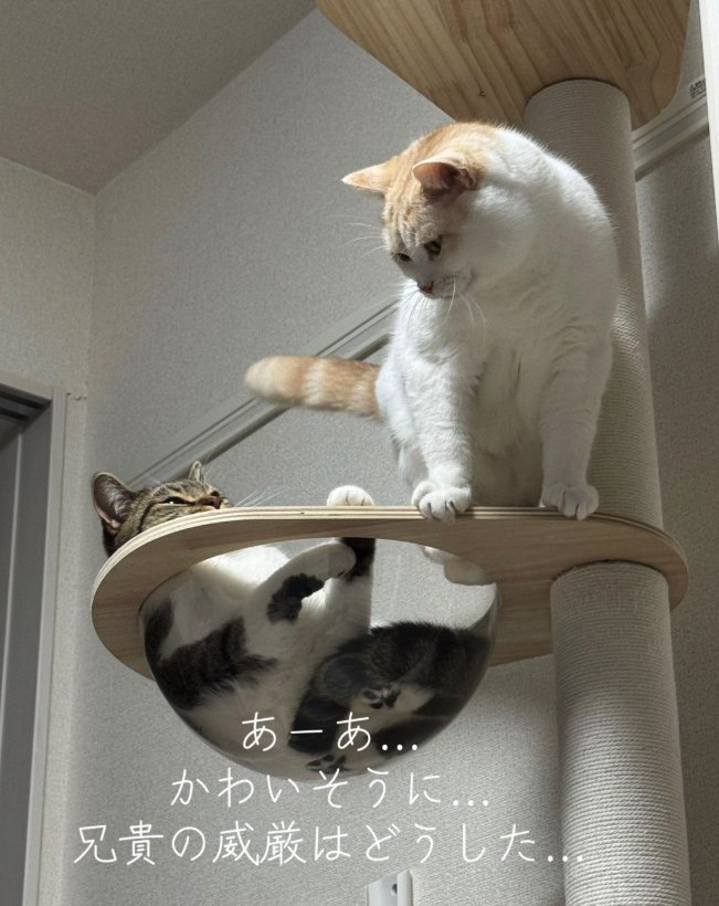 ボウルでくつろぐ猫の近くにいる不満げな猫