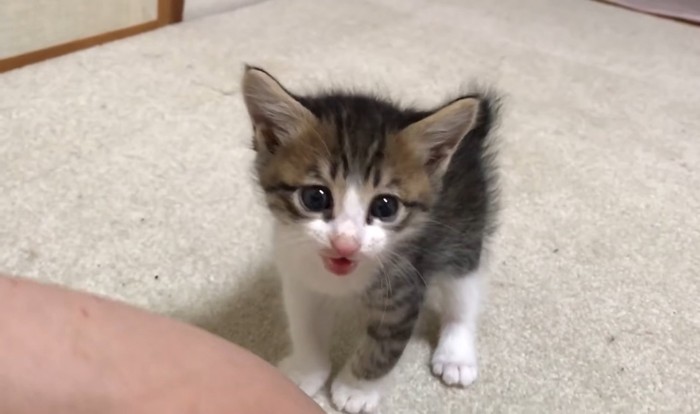 飼い主さんに話しかける猫