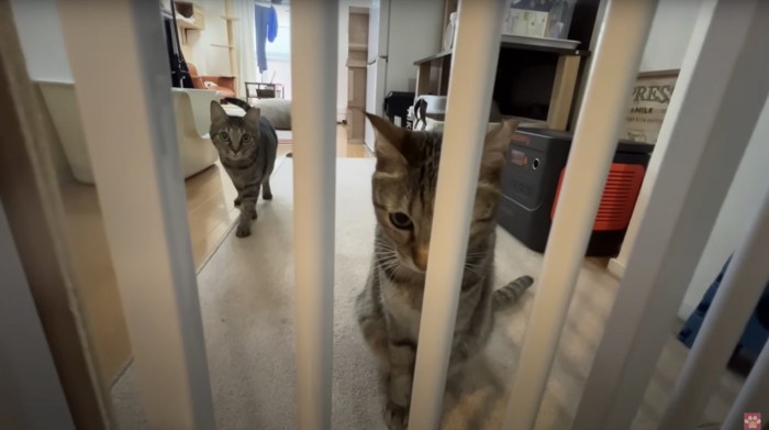フェンス越しの猫2匹