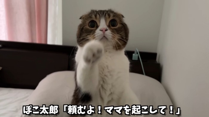 前足をあげる猫