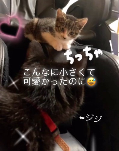 黒猫を見る子猫