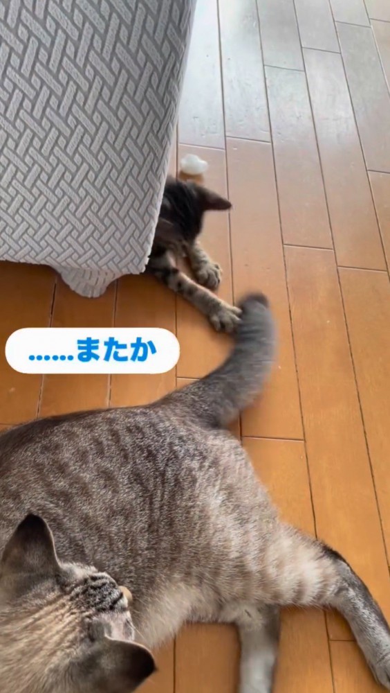 ソファの下に隠れて自分のしっぽを触ってくる子猫を見つめる先住猫