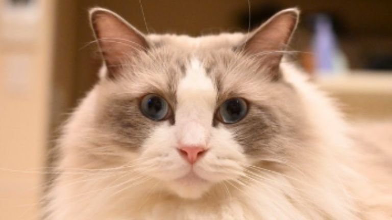 室内にいる猫