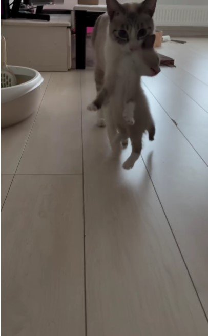 母猫に運ばれる子猫