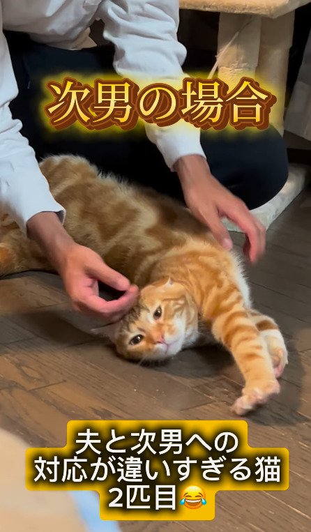 触られるのが大好きな猫