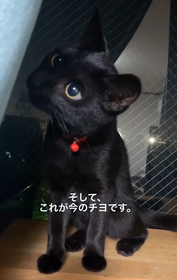 窓際に座る子猫