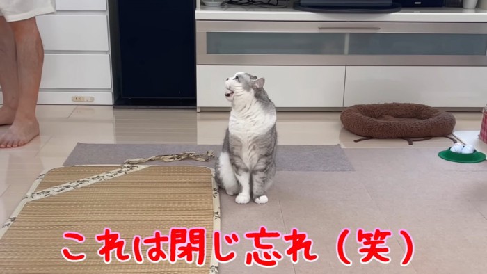 口を開けて横を向く猫