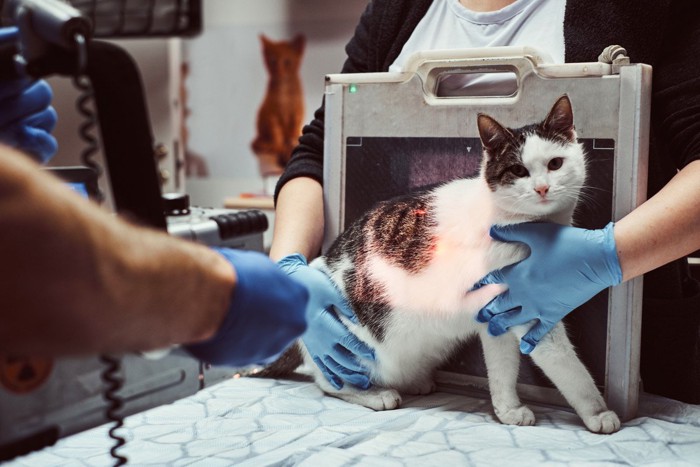 レントゲン撮影を受ける猫