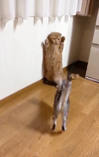 妹猫にバンザイする兄猫