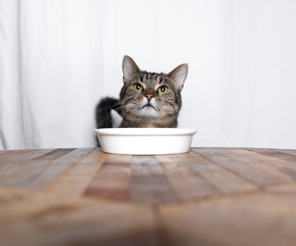 ご飯を待つ猫