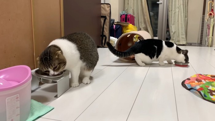 おやつを食べる猫