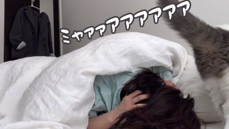 鳴いている猫
