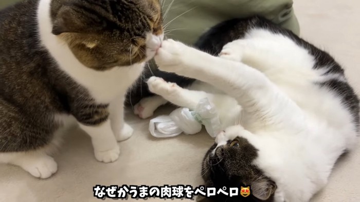 寝転ぶ猫と座る猫