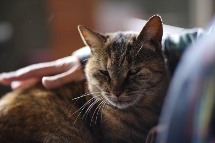 膝の上の猫