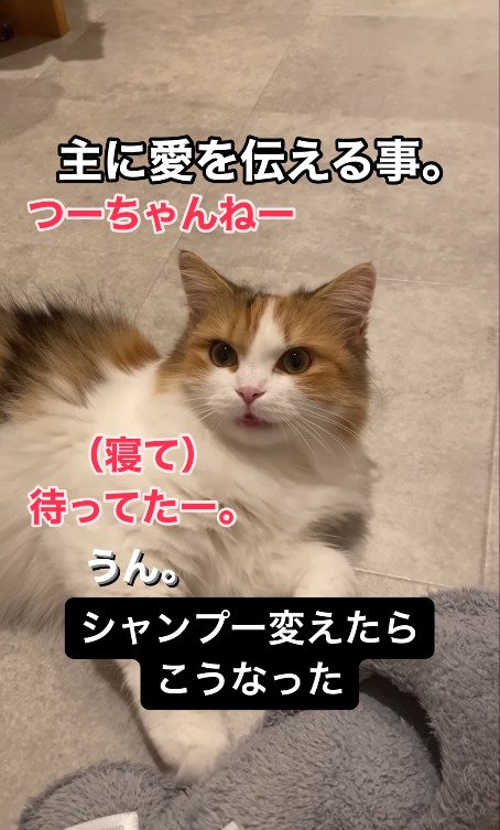 カメラをみる猫