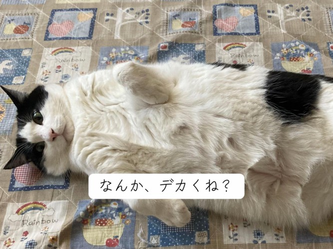 仰向けの成猫