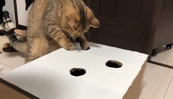 ネズミを捕獲