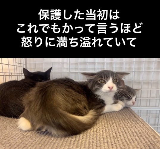 他の猫と寄り添う