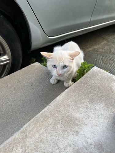 座ってカメラ目線の猫