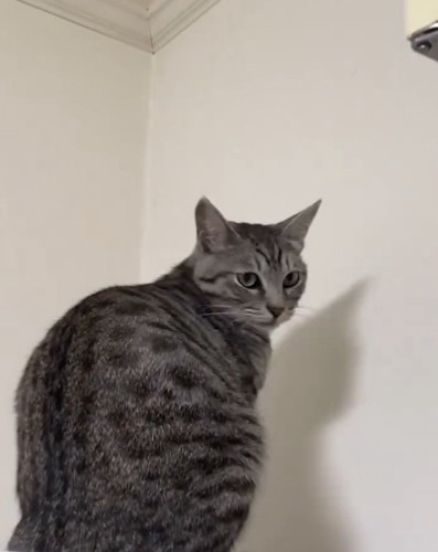 振り向く猫