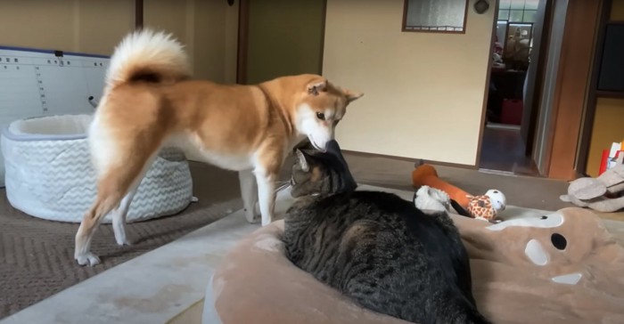 香箱座りしている猫を立って見つめる柴犬