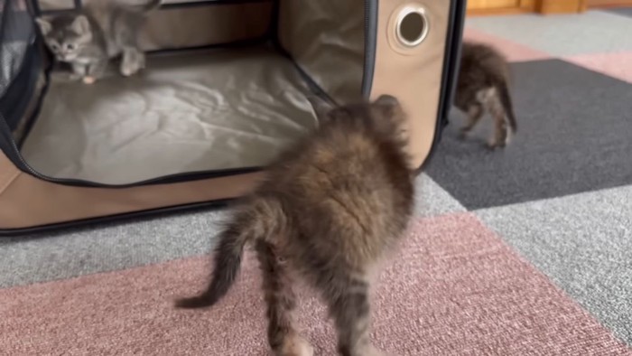 威嚇する子猫3